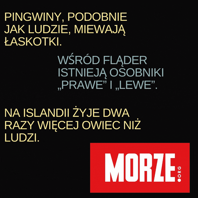 morze.org