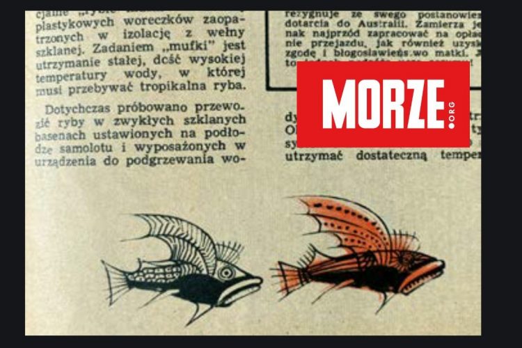 morze: ryby w samolocie mufka