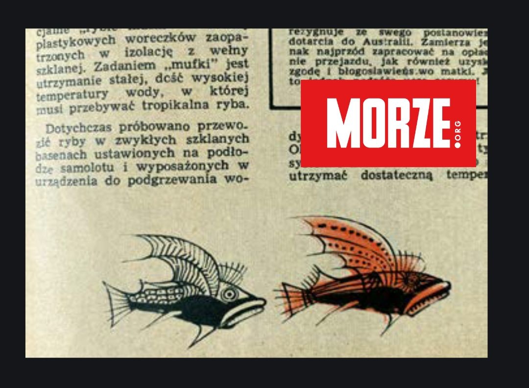 morze: ryby w samolocie mufka
